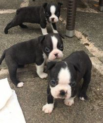 Extensively Health Tested Boston Terrier Pups
