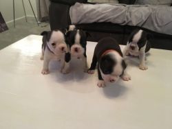 We have a beautiful litter of Boston Terrier puppies 3 boys and 1 girl
