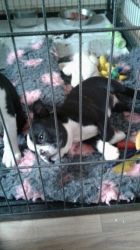 Cute Boston Terrier Pups*new Pics* Only 2 Boys Now Available