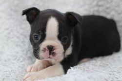 Pups aKc Registered Quality Boston Terrier