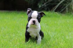 Home Reared Stunning Kc Reg Boston Terrier Puppies