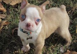 Sweet Boston Terrier Puppies For Sale