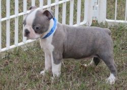 Top Home Trained Boston Terrier Puppies.