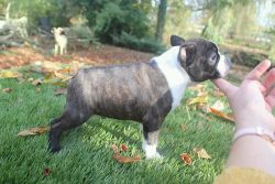 Male and female Boston puppies ready to go