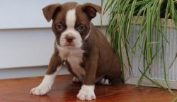 Very Socialized Boston Terrier Puppies