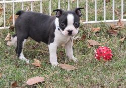 Lovely Boston Terrier puppies For Sale..