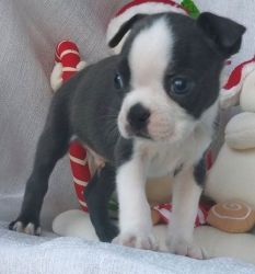 Adorable AKC registered Boston Terrier Puppies