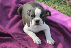 Beautiful Black and White Boston Terrier Puppies