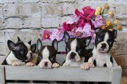 Boston Terrier puppies for Christmas Homes