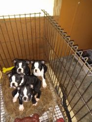 Boston Terrier puppies are
