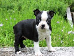 Registered Male Boston Terrier Pup