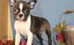 adorable brindle and white Boston Terrier puppy