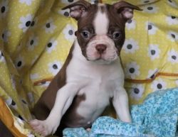 Well Socialized Boston Terrier Puppies