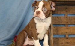 Beautiful Red and White Female Boston Terrier Puppies
