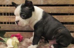 Adorable Stocky Male and Female Boston Terrier Puppies