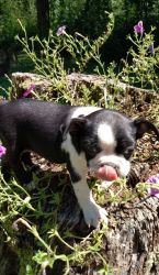 Boston Terrier Puppies (male And Female)
