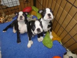 AKc Reg Gorgeous Boston Terrier Puppies For Sale