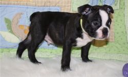 AKC Boston Terrier puppies for sale