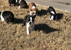 Full AKC Boston Terrier Puppies. Text (xxx) xxx-xxx2