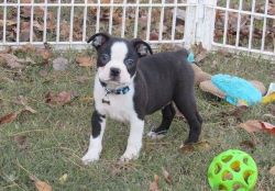 Boston Terrier Puppies male and female Available
