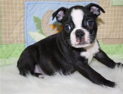 Beautiful Boston Terrier Puppies For Sale