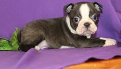 Adorably Affectionate Boston Terrier Puppies