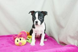 Super cute/Lovely Boston Terrier Puppies Set
