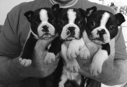 Lovely House Trained Boston Terrier puppies