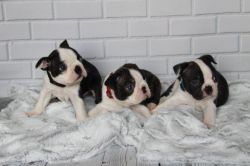 xxxxxxxxxx Fantastic Boston Terrier Puppies for sale