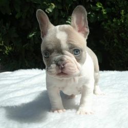 Cute Frenchton Puppies for Adoption