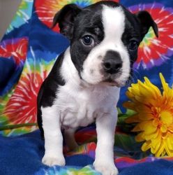 Family Raised,Socialized Boston Terrier Puppies