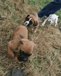 Boston Terrier puppies for sale near me me