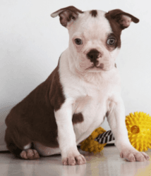 Boston Terrier Available