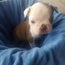 Akc Boston terrier Male and 2 females