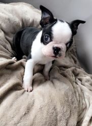 Adorable boston terrier puppies for sale xxx-xxx-xxxx