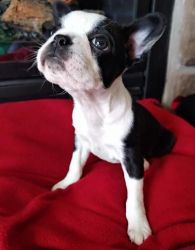 Cute Boston Terrier puppies for Sale.