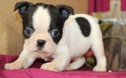 Beautiful Boston Terrier puppies for sales and adoption