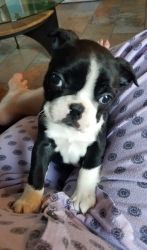 Cute Boston Terrier Puppies Available