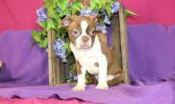 Friendly Personality Boston Terrier Puppies