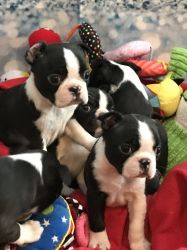 Awesome Boston Terrier puppies for sale
