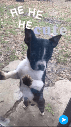 Male Boston Terrier looking for a forever home!!!