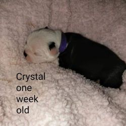 Crystal F boston terrier puppy