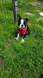 Adorable Boston Terrier Akc Registered,parents Hc-hsf4 Clear
