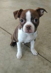 Affectionate Boston Terrier Puppies for Sale.