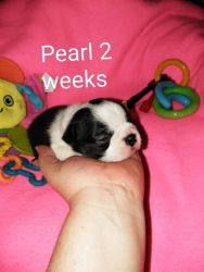 Pearl F Boston terrier puppy