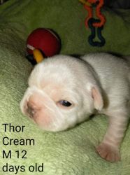 Thor Cream M Boston Terrier