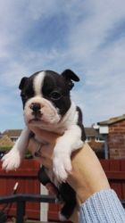 Amazing Boston Terrier Pups For Sale