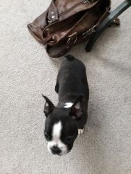 Full blooded Boston terrier puppies