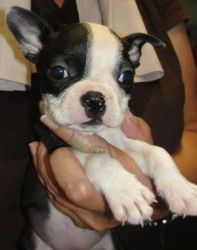 Boston Terrier Puppies Male/Female various colors