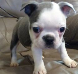 Sweet Boston Terrier Puppies For Loving Homes.